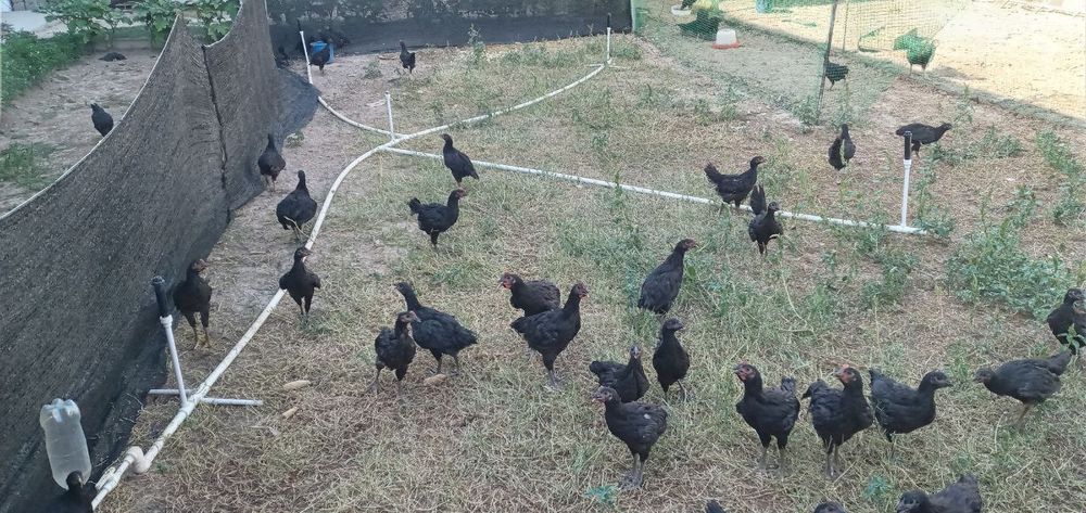 Gigant qora shahzoda sotiladi 12 oyli