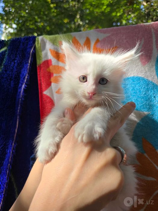 Котята ищут семьи!