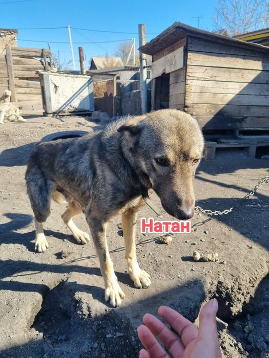 Дарю в добрые и ответственные руки