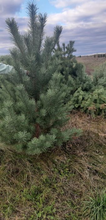 Елки в наличии по 5000