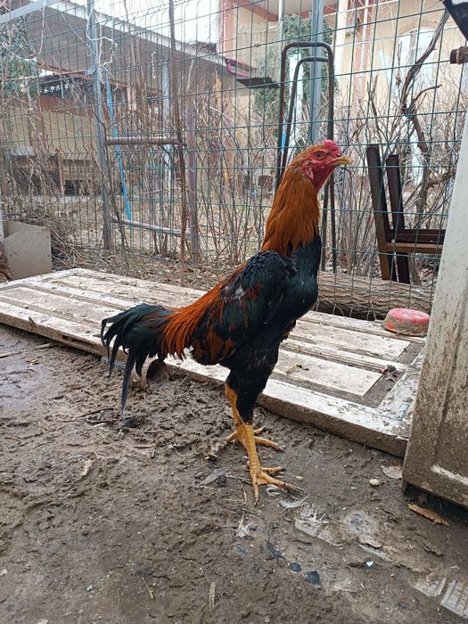 Dakan xorozlar sotiladi