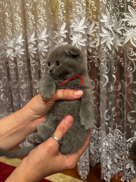Продам семерых котят