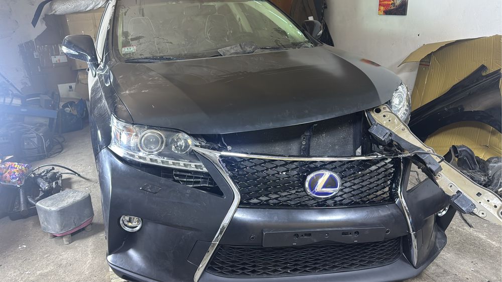 Костоправ маляр