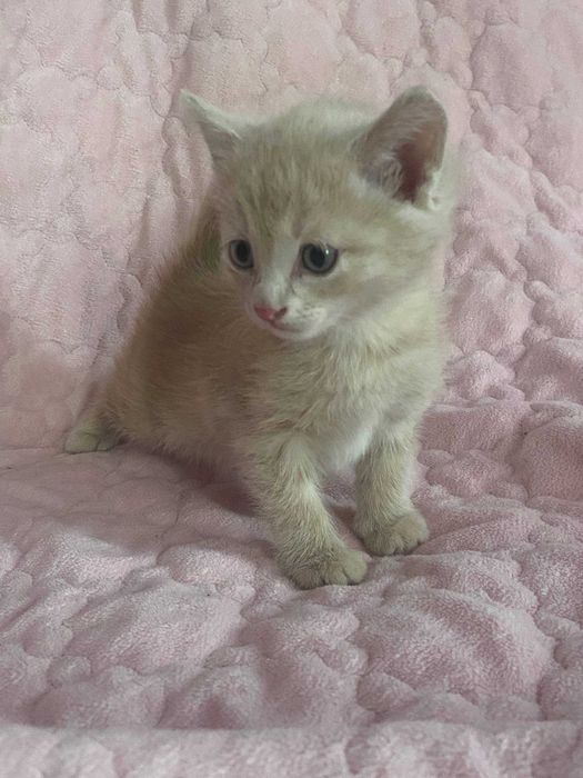 Отдам котят в хорошие руки