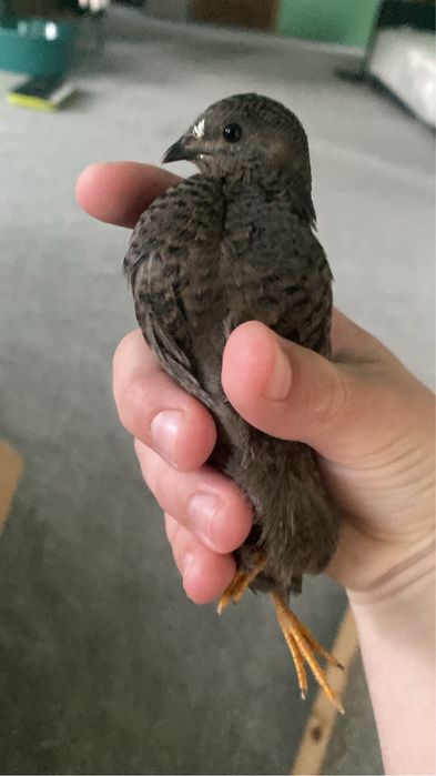 Oua fertile de prepelita pitica chinezeasca