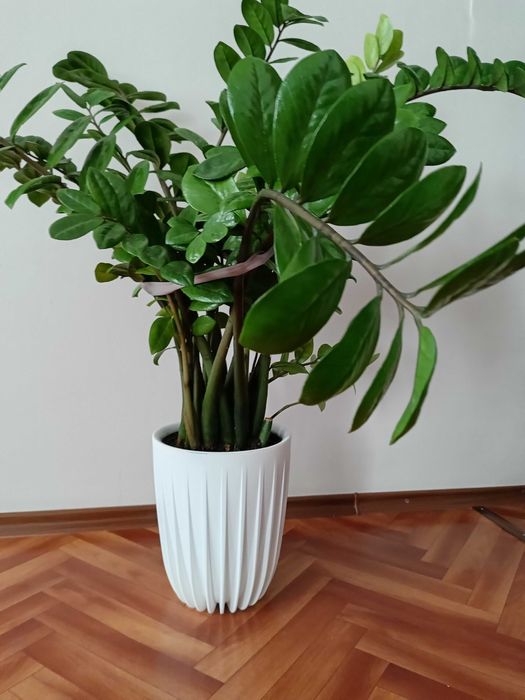 Комнатные цветы оформление пространства