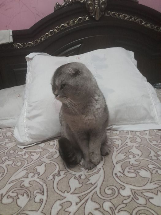 Зотли мушук сотилади