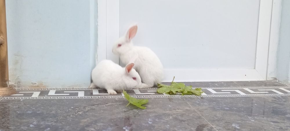 Gibrit quyonlar 100ming somdan KELISHAMIZ!!