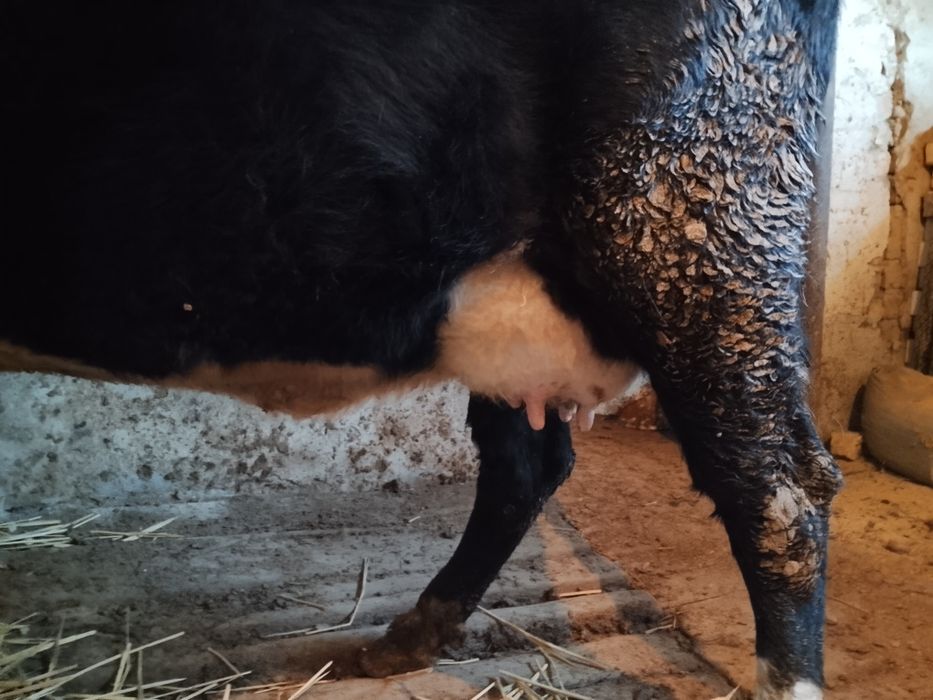 Бузаулы сиыр сатылады