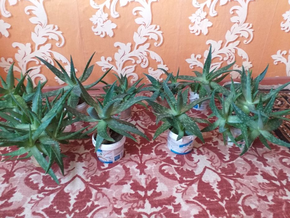 Цветы-денежное дерево