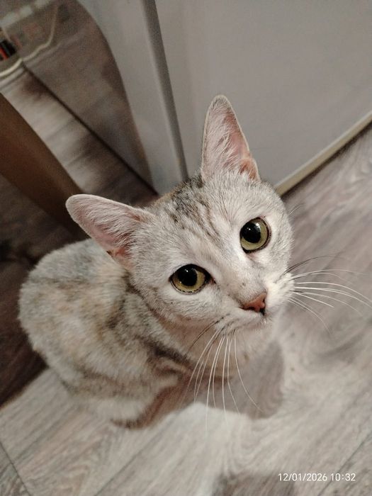 Кошечка молодая с необычным окрасом