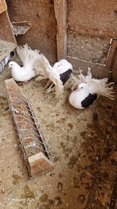 Vind porumbei pavasi.