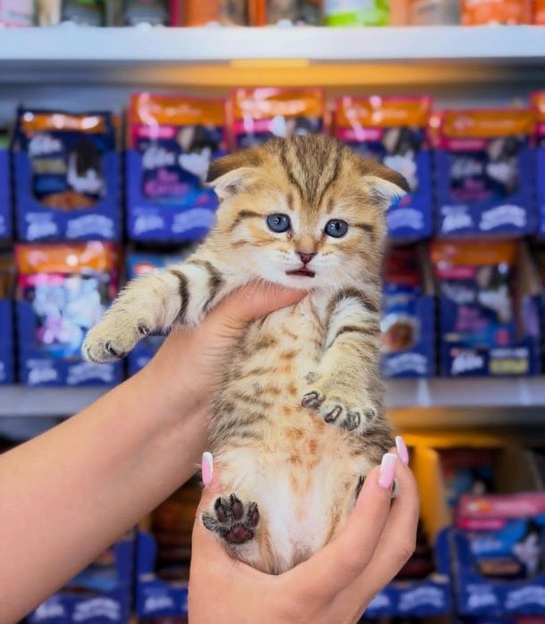 Котёнок Девочка скоттиш фолд шиншилла