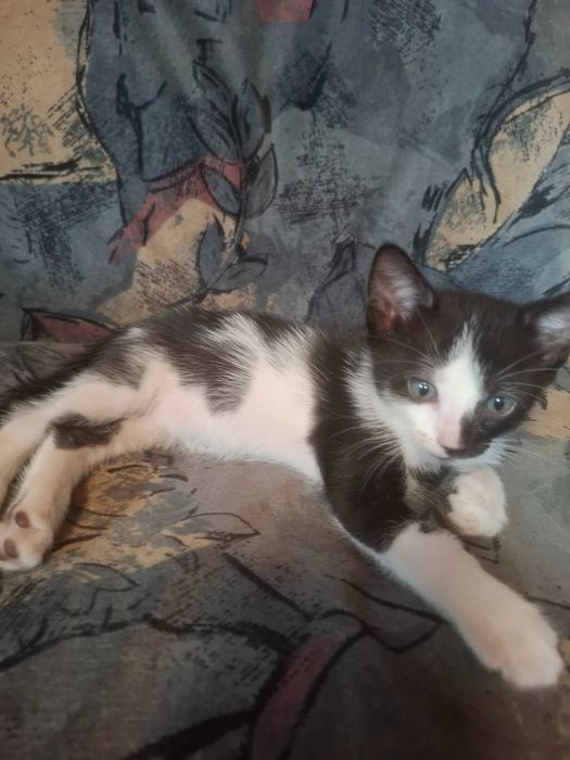 Pisoiasi pt adoptie