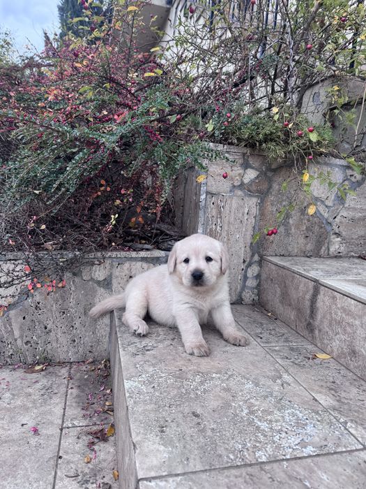 Puiut labrador mascul cu pedigrre
