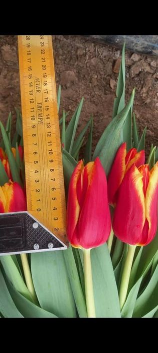 Тюльпан белорусский