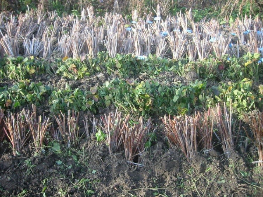 Mur Thornfree, Zmeur, Capsuni Albion , Fragi, Smochin, Agris, Albizia