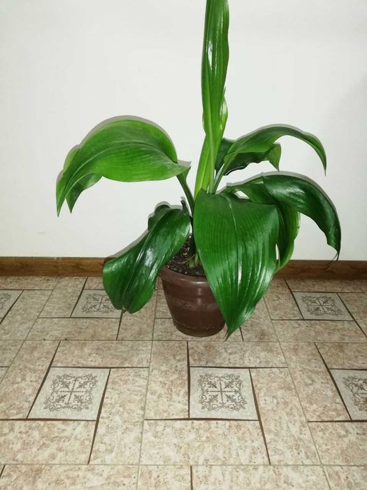 Продаются эухарисы