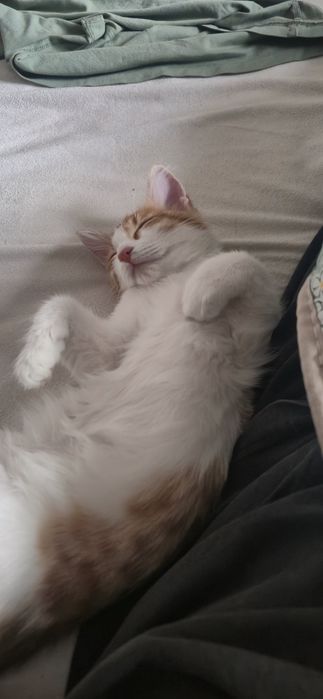 Отдам котенка, девочка