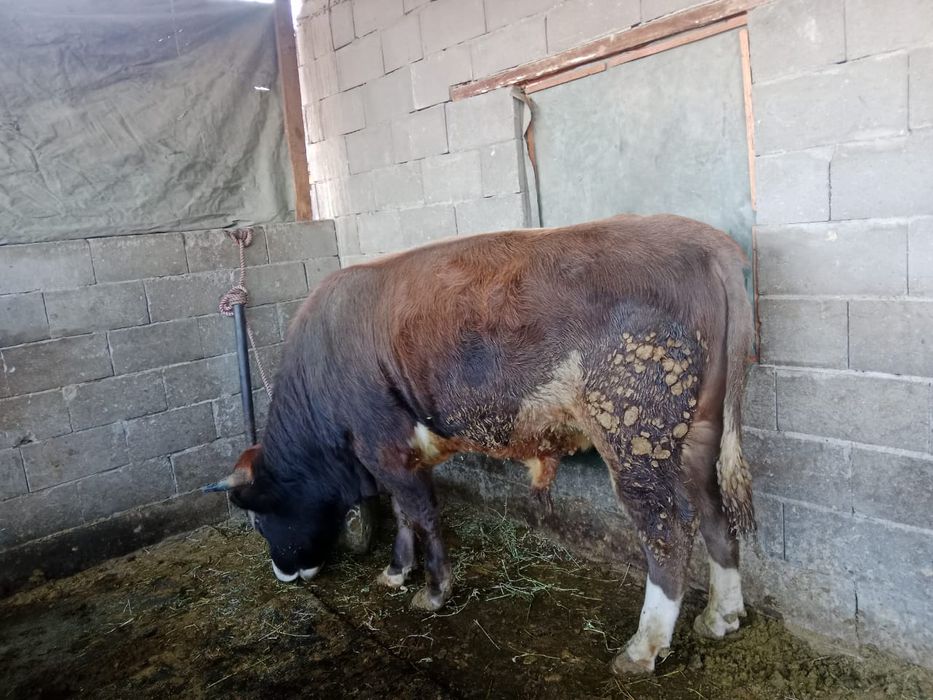 Продам быка живьём