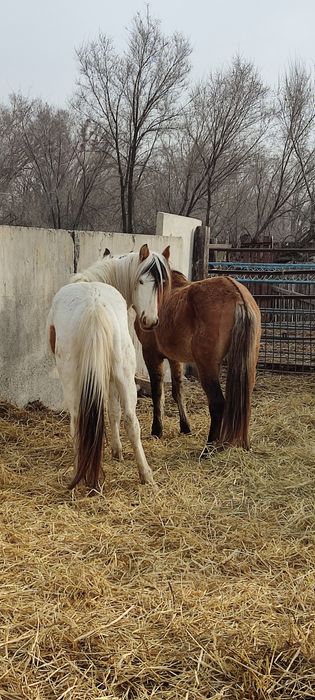 Айғыр дөнендер сатылады