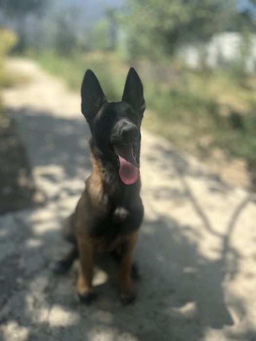 Продам Шенока Малинуа