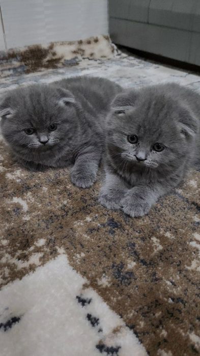 Тоза фолд мушук сотилади 2 ойлик огил киз борр