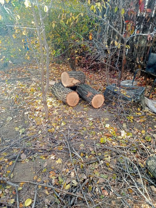 Отдам даром ветки стволы деревьев дуба