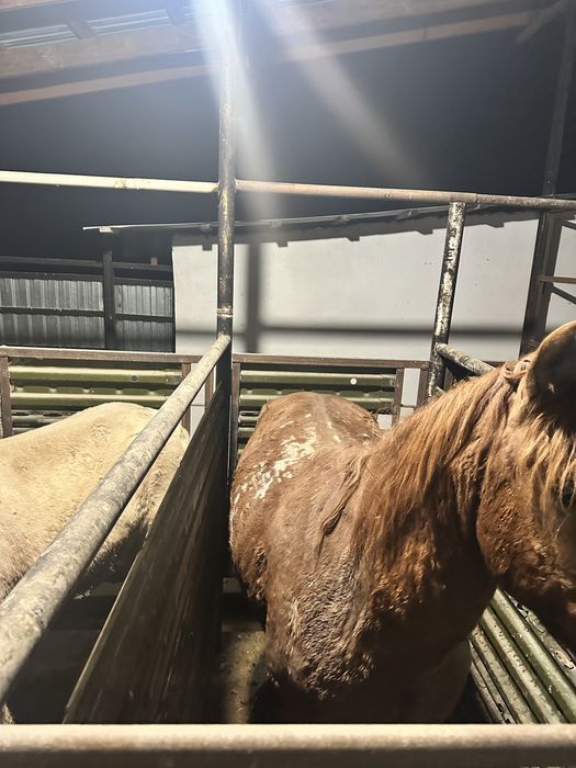 Семы ат сатылады