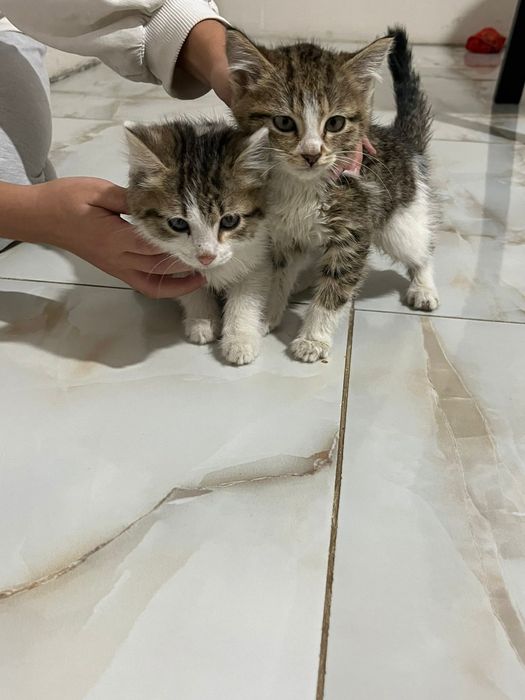 Отдам в добрые руки кошку