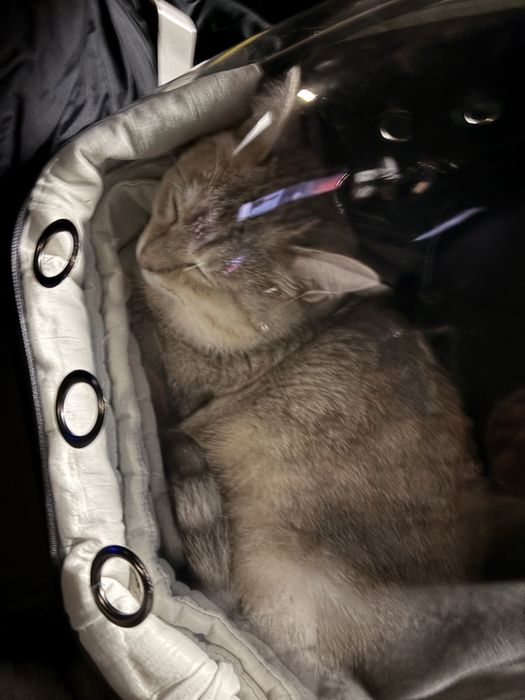 кот 11 месяц.