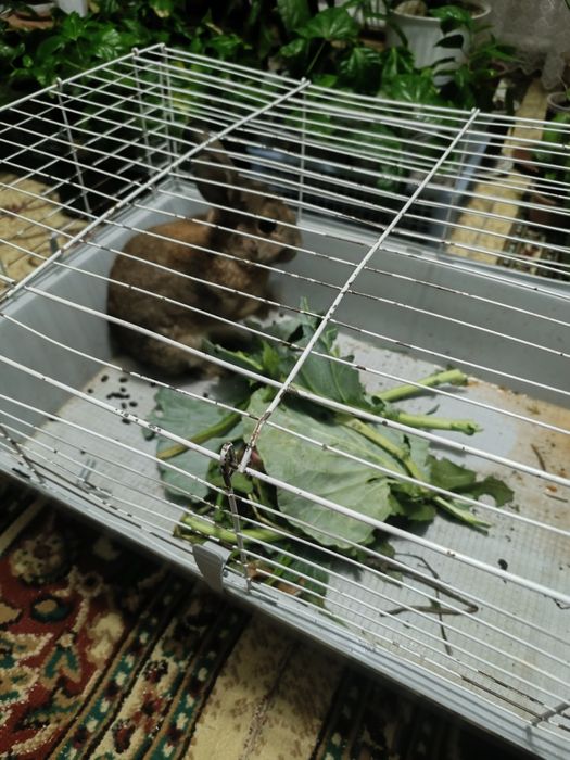 Продам декоративного кролика с клеткой