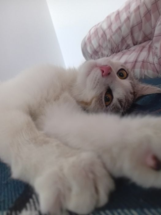 Кот в добрые руки
