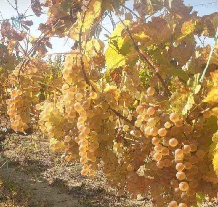 Struguri De vin Din Podgoriile Vrancene 2025