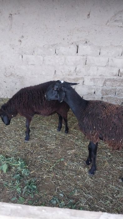 Куй сотилади Самарканд