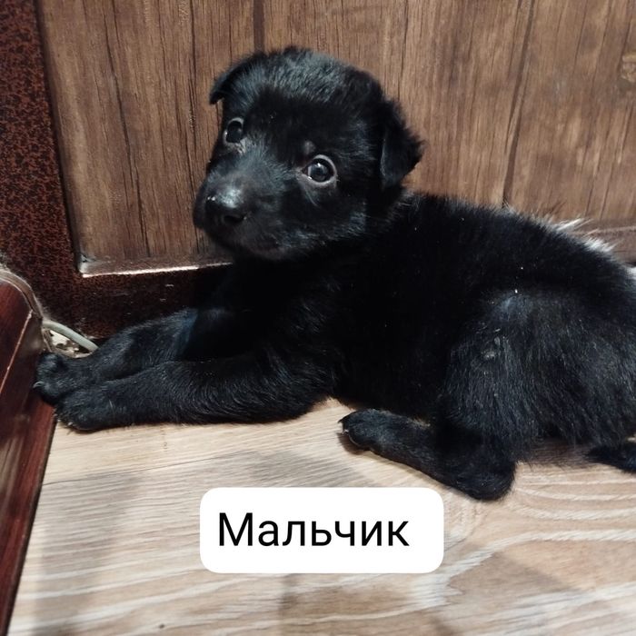 Малыши щенки ищут себе дом