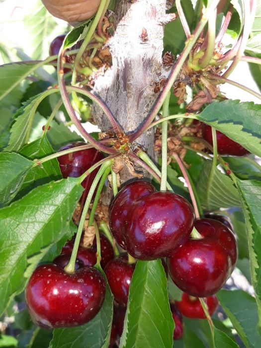 ГИЛОС Kuchatlari sotiladi 14 xil sorti bor xosilga kirgan polikarlik