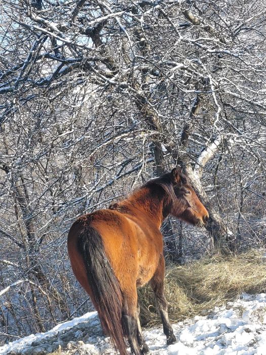 Cârlană de vânzare