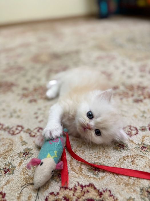 Продаю котенка британец