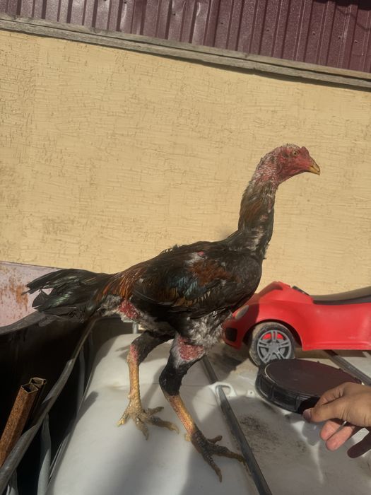 Продам 3 петуха 1 курица