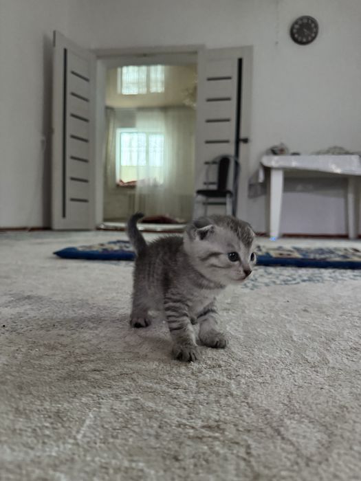 Шотланский вислоухи кошка