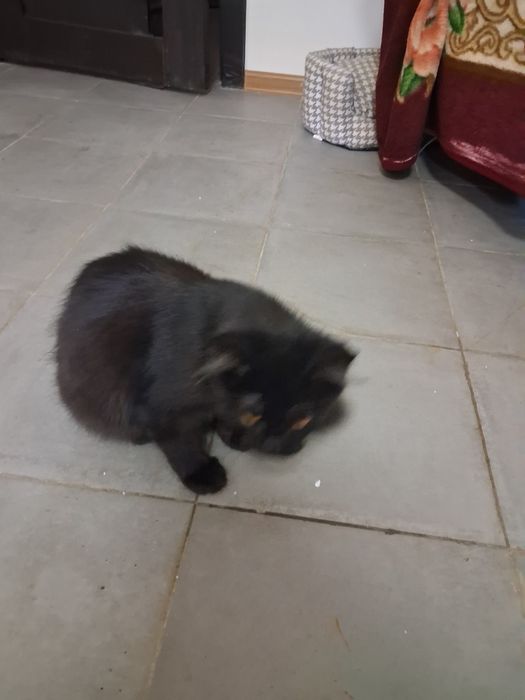 Кот чёрного окраса домашний