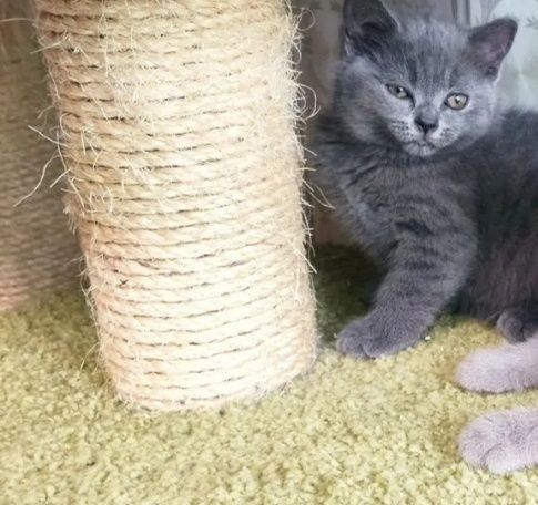 Девочки шотландские ходят, в лоток