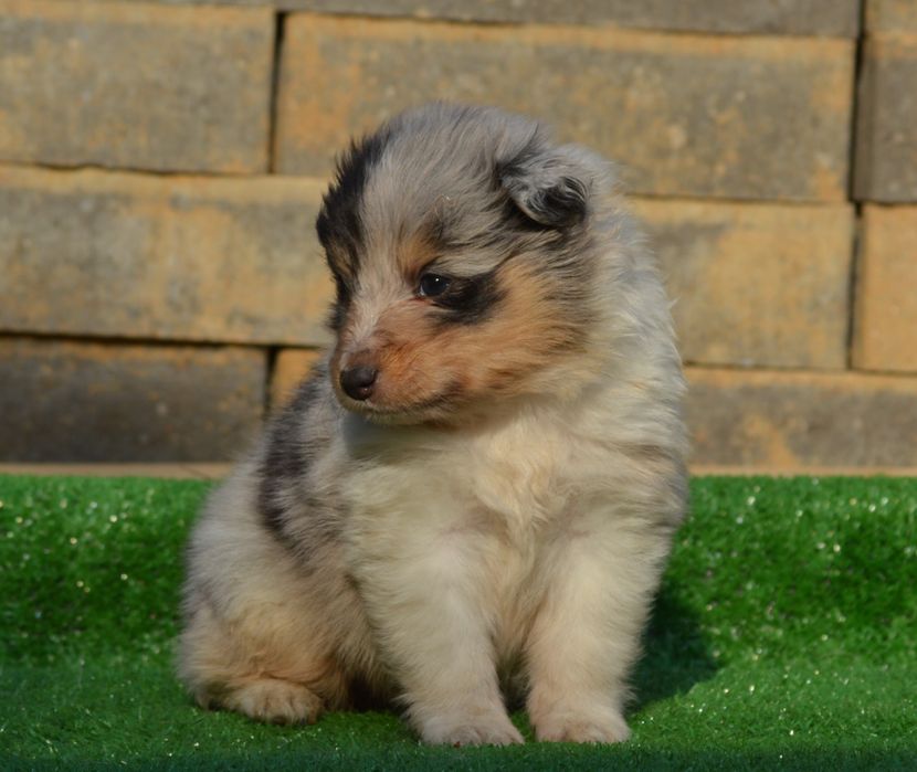 Sheltie - Shetland Sheep Dog - pui