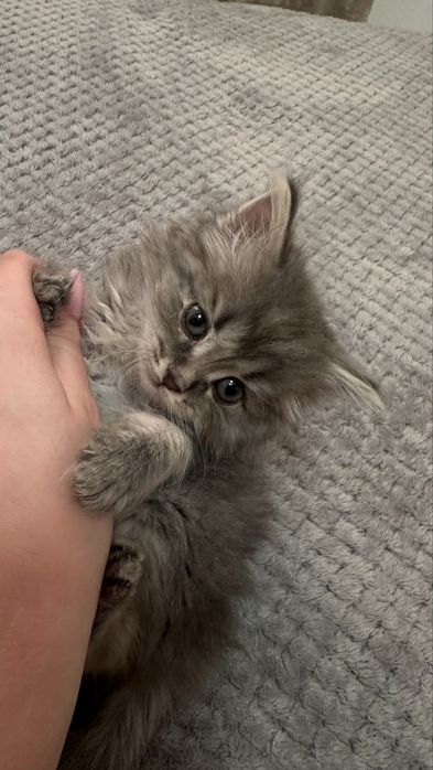 Отдаю котят даром