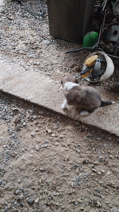 Щенки 1,5 месяца