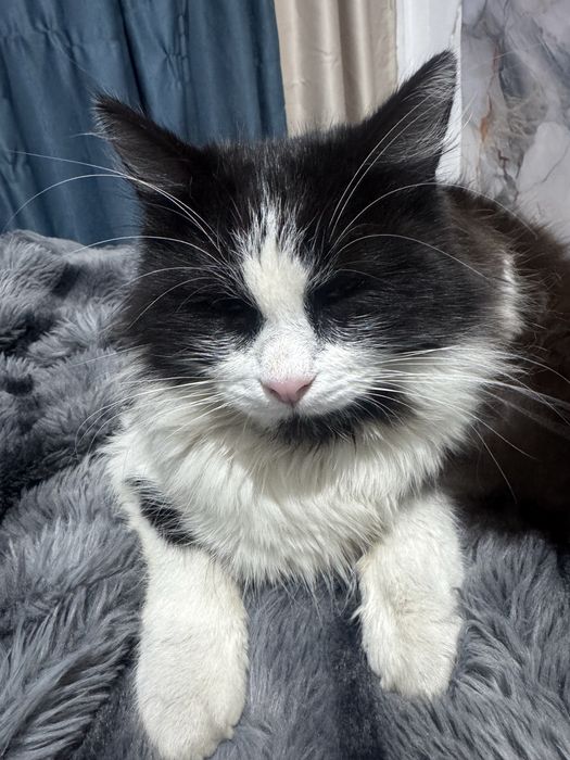 Әдемі, үлпілдек мысық сатылады.