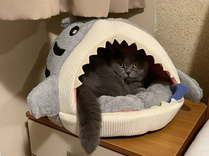 Котешка къша - хралупа с формата на акула, легло за котки, котка, куче