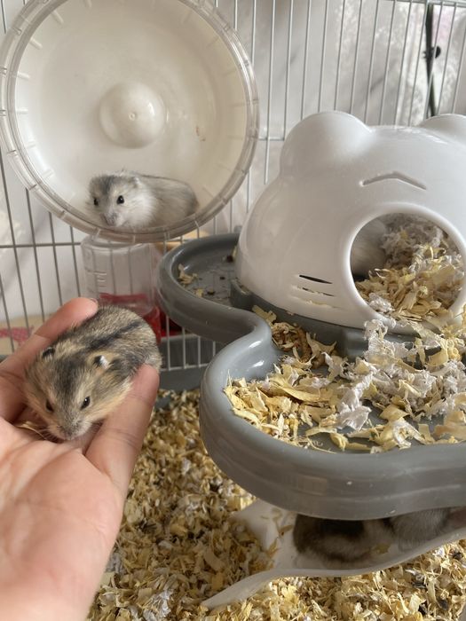 Хомячки джунгарские продам, родились 14 февраля