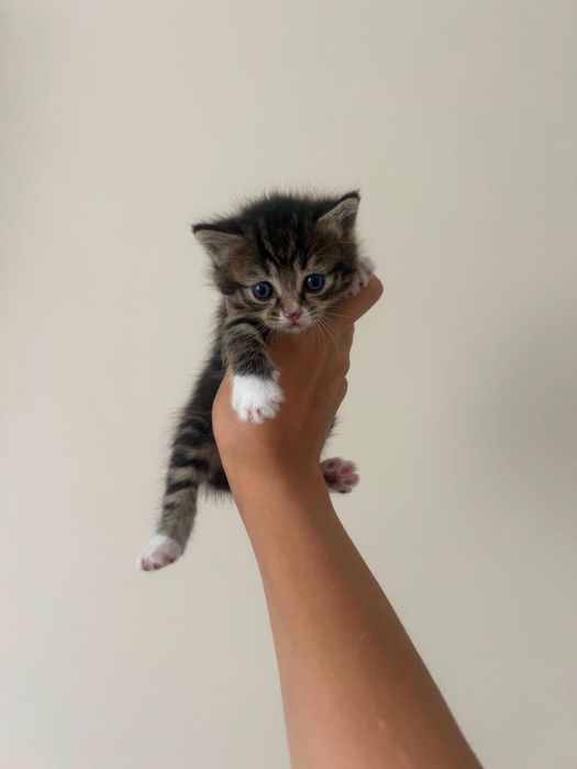 Котята ждут своих родных